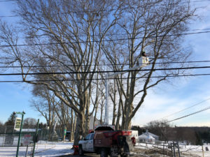 Executive Tree Care: McCall Golf Course Tree Care Project