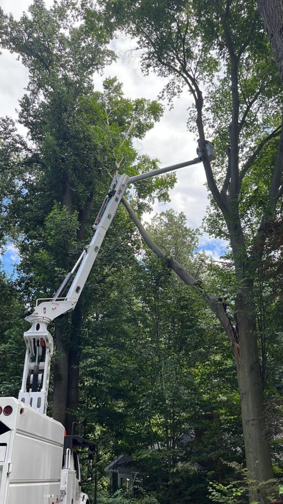 Executive Tree Care bucket truck carefully taking down a tree