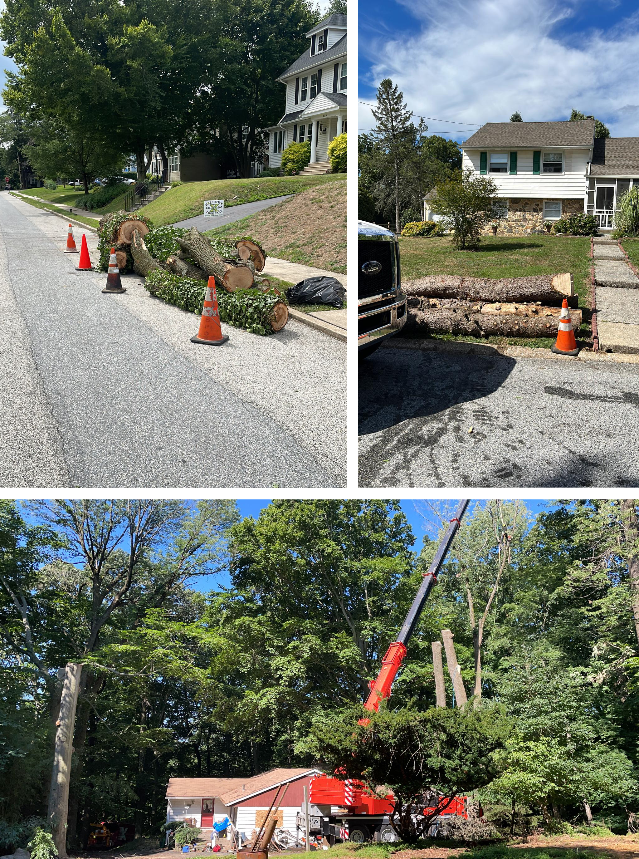 recent tree jobs by executive tree care