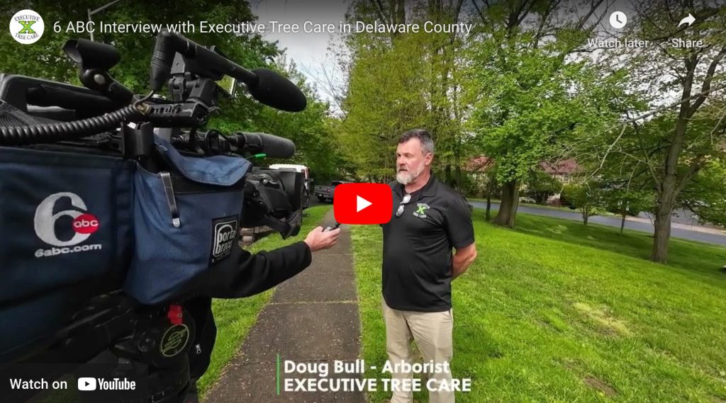Video of 6 ABC interviews Executive Tree Care's Doug Bull for Arbor Day