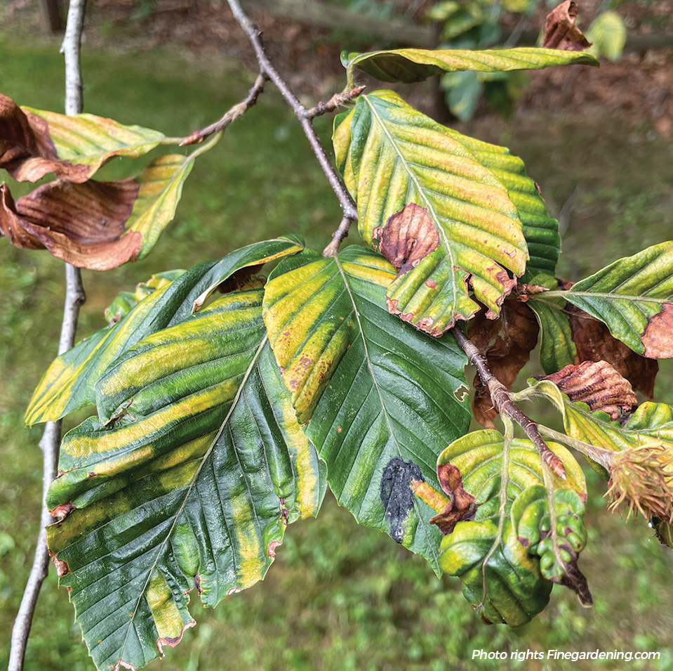 Beech leaf disease