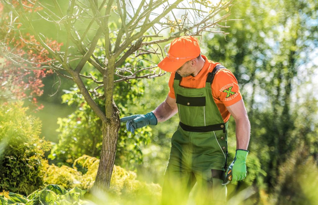 Plant Health Care Executive Tree Care