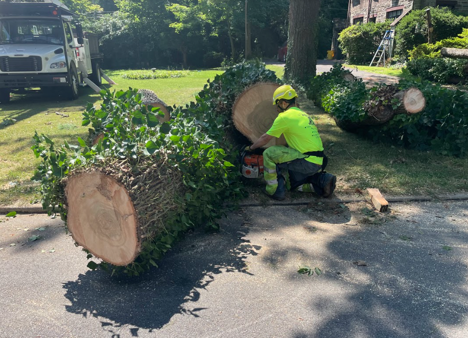 Tree cutting in Chester Springs