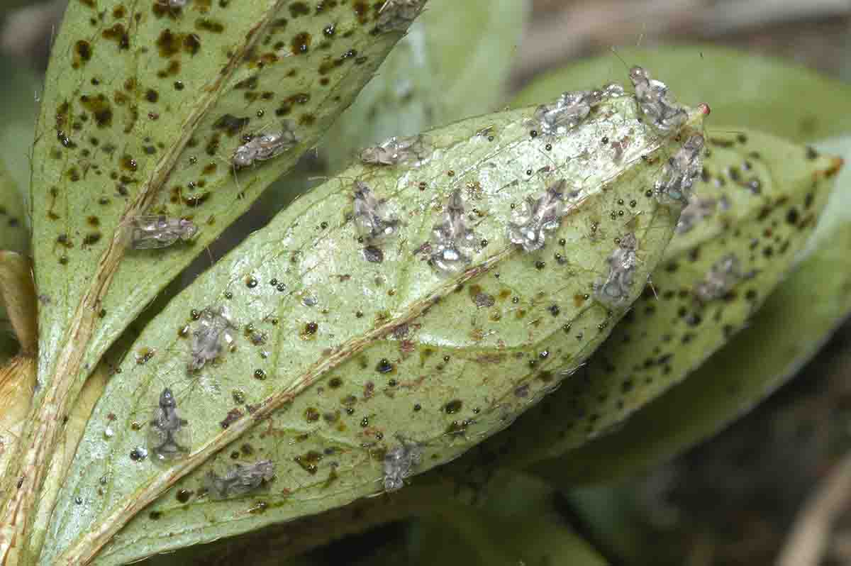 Azalea Lace Bugs on a leaf
