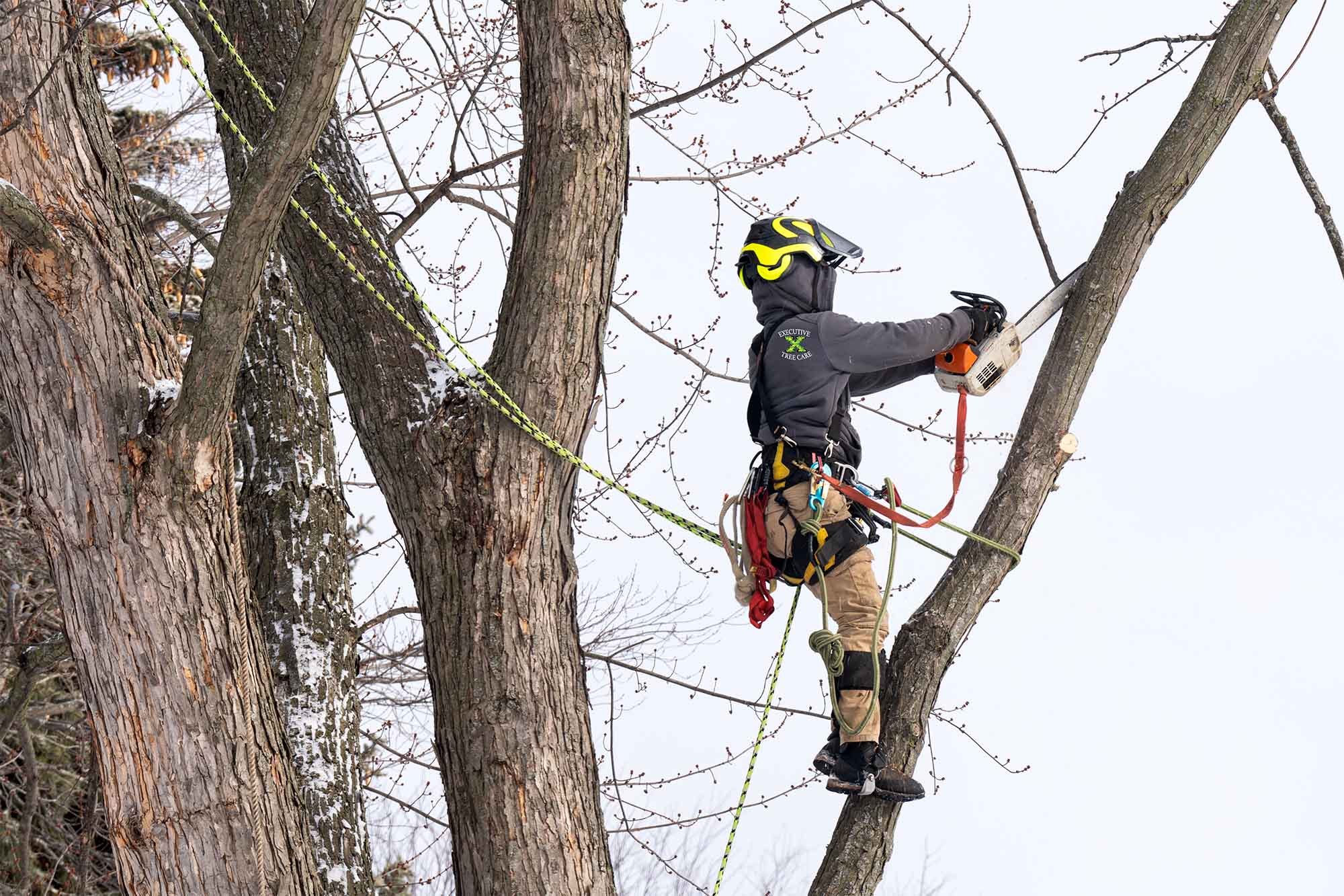 Tree Climber Job