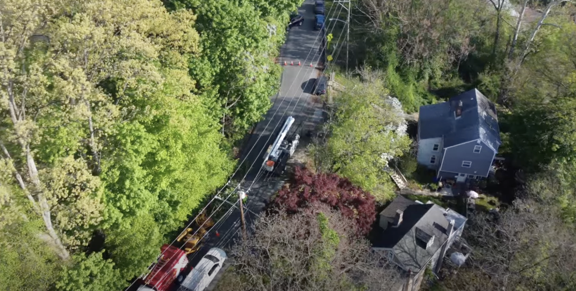 Executive Tree Care Tackles Major Tree Removal Project