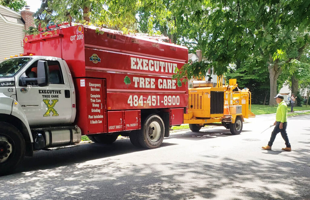 Investing in professional tree care services