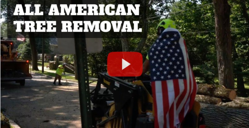 All american tree removal