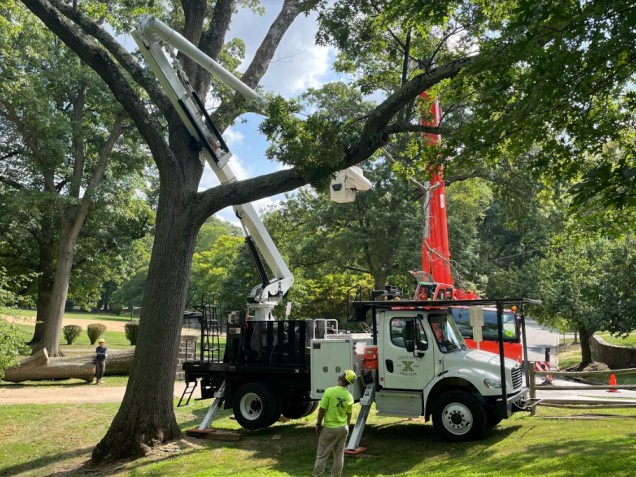 certified arborist