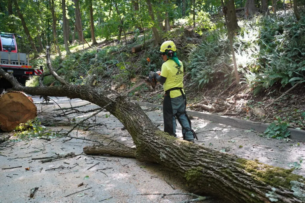 Tree Removal Services in Delaware County