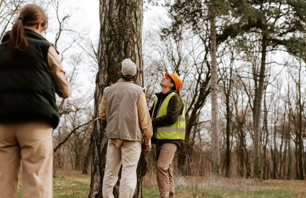 Preparing Your Trees for Winter — A Homeowner’s Checklist