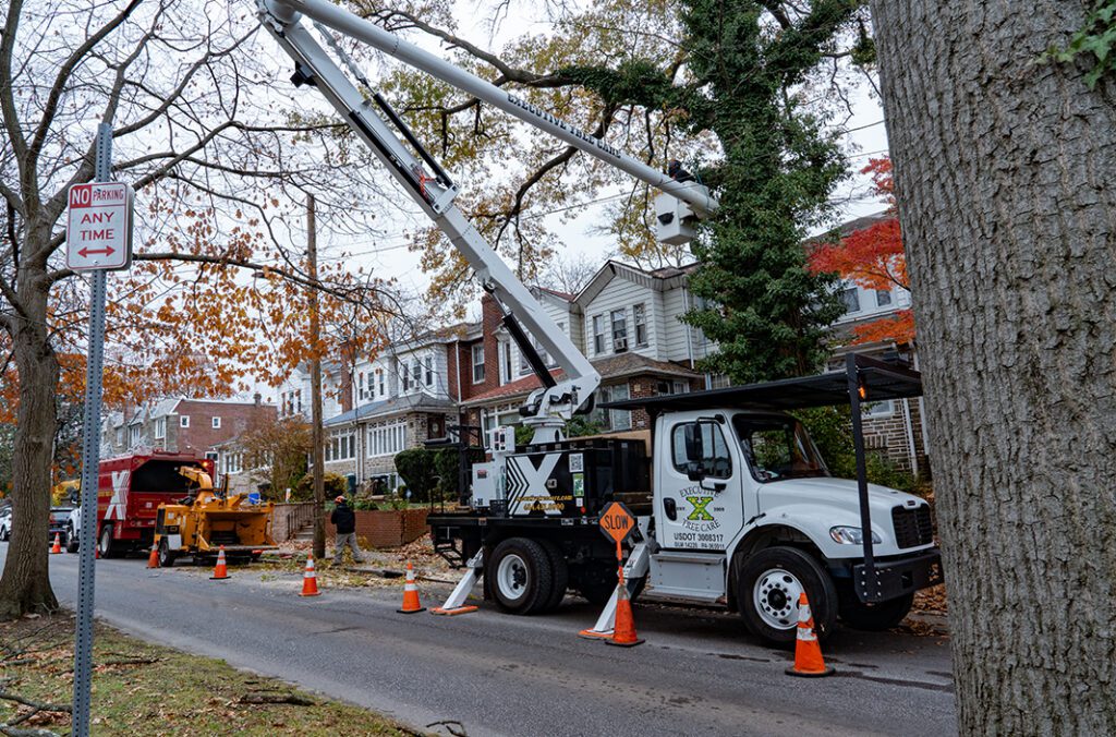 Tree removal main line