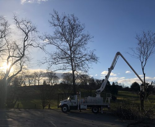 Executive Tree Care: McCall Golf Course Tree Care Project